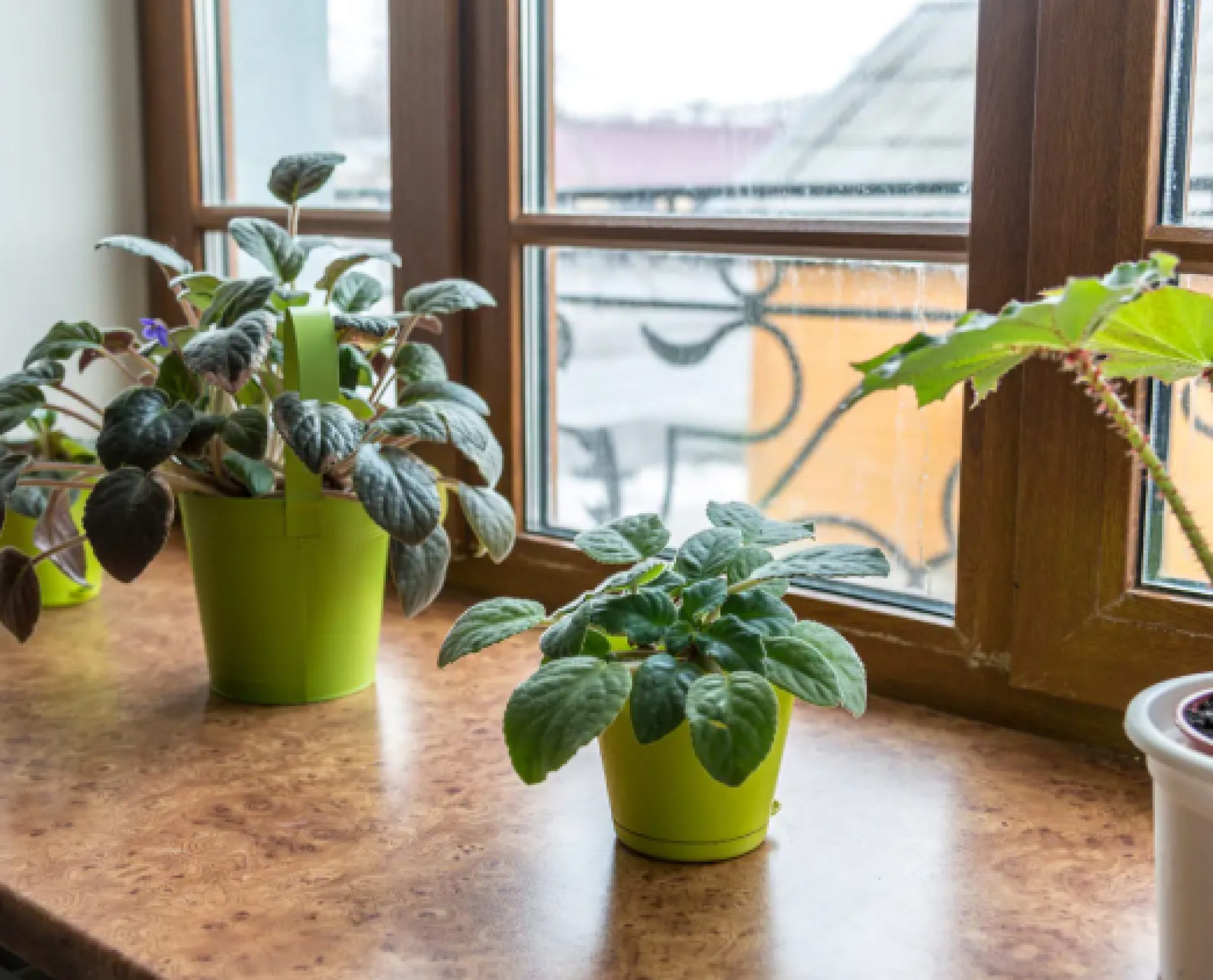 plants on marble top
